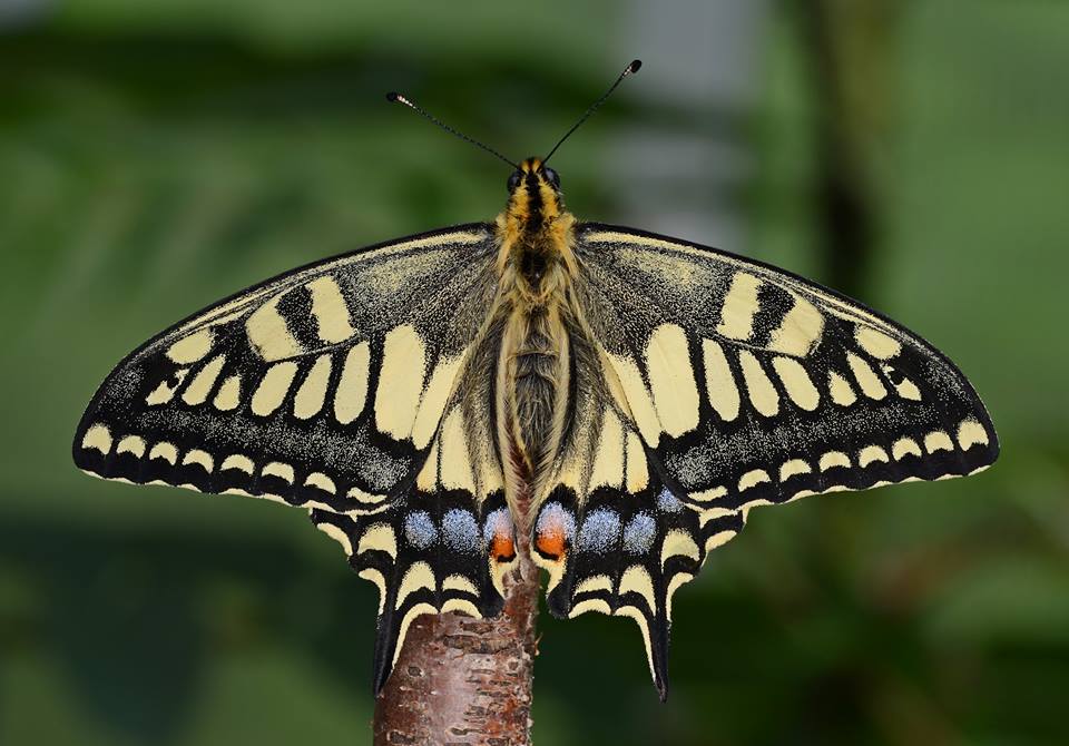 Papilio machaon hippocrates male (spring form, 2014, japan, with extra blue on eyespot) (Internet Image property of respective owner, non-commercial use only)